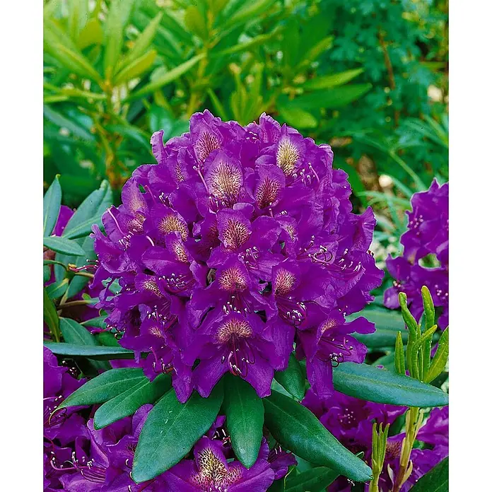 Pflanzen für dich Großblumiger Rhododendron 30-40 cm - Rhododendron 'Marcel Menard', Violett - Nahaufnahme von leuchtend lila Rhododendronblüten in voller Blüte mit grünem Laub.