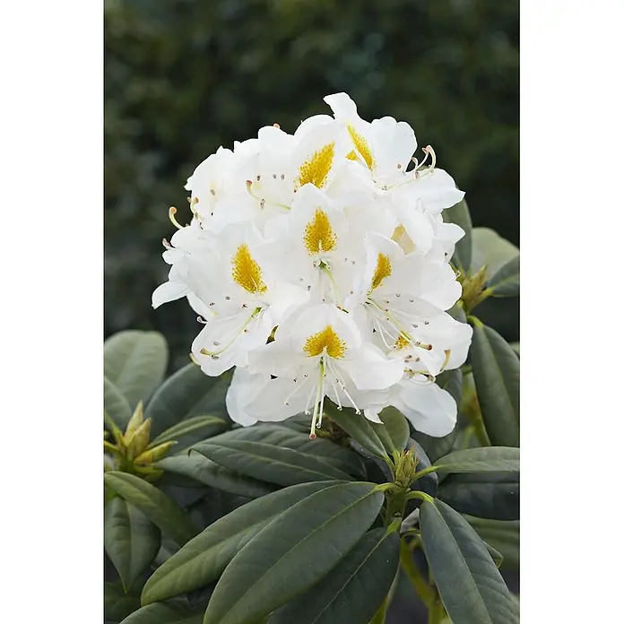 Pflanzen für dich Großblumiger Rhododendron 40-50 cm - Rhododendron 'Madame Masson', Weiß - Nahaufnahme eines leuchtend weißen Rhododendron-Blütenclusters mit markanten gelben Zeichnungen, umgeben von dunkelgrünen Blättern.