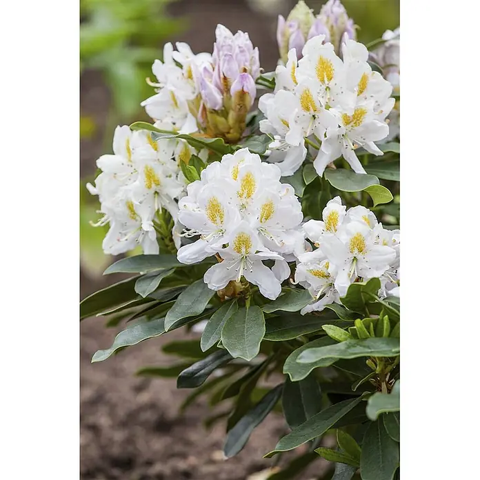 Pflanzen für dich Großblumiger Rhododendron 40-50 cm - Rhododendron 'Madame Masson', Weiß - Weiße Rhododendronblüten mit gelb-orangen Zentren und hellvioletten Knospen an einem Strauch mit grünen Blättern.