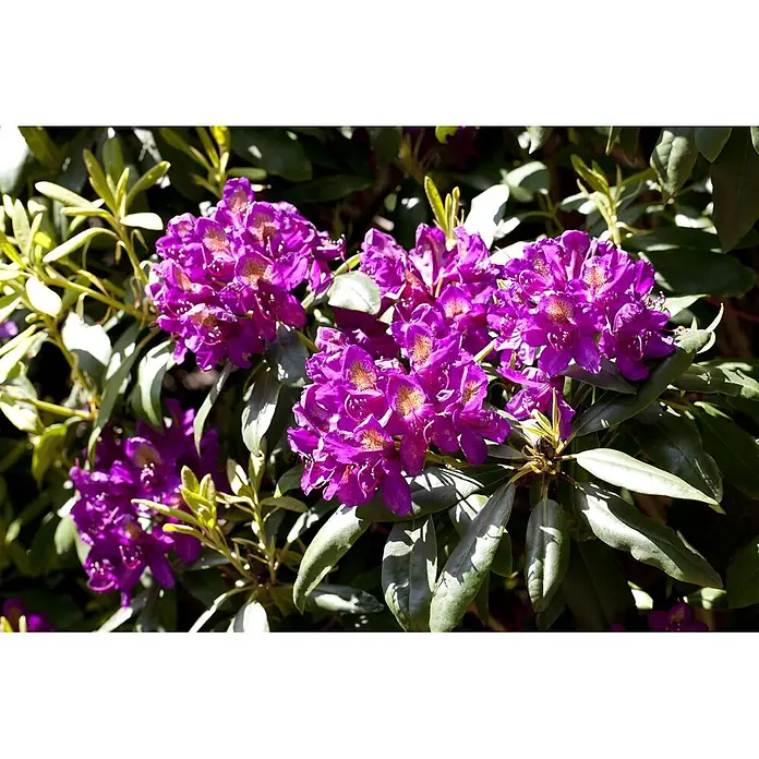 Pflanzen für dich Großblumiger Rhododendron 30-40 cm - Rhododendron 'Marcel Menard', Violett - Leuchtend violette Rhododendronblüten mit gesprenkelten Zentren, umgeben von grünen Blättern, im hellen Sonnenlicht.
