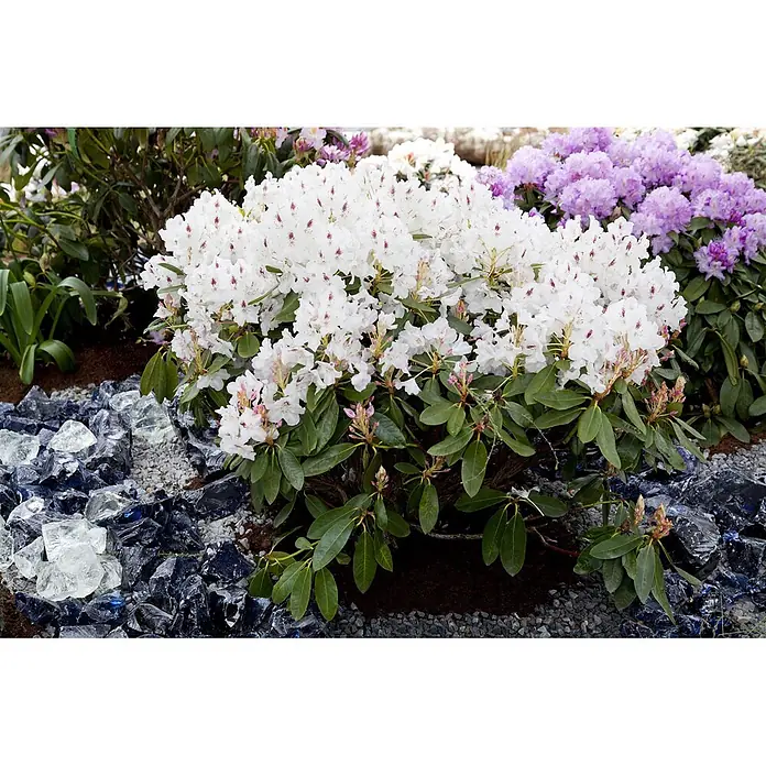 Pflanzen für dich Großblumiger Rhododendron 40-50 cm - Rhododendron 'Madame Masson', Weiß - Weißer Rhododendronbusch mit grünen Blättern, umgeben von blauem und klarem Dekoglas und Kies.