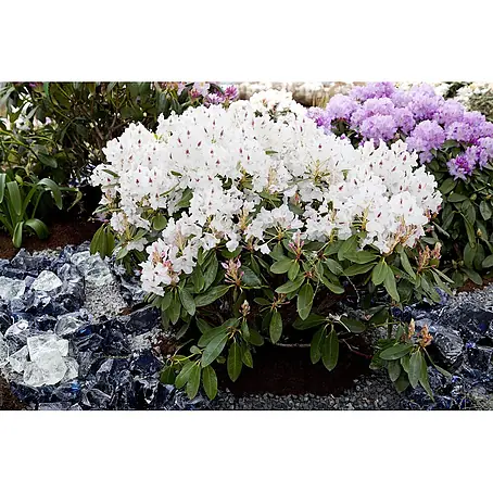 Pflanzen für dich  Großblumiger Rhododendron 40-50 cm
