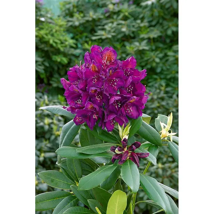 Pflanzen für dich Großblumiger Rhododendron 30-40 cm - Rhododendron 'Marcel Menard', Violett - Ein leuchtender Blütenstand tiefvioletter Rhododendronblüten mit grünen Blättern.