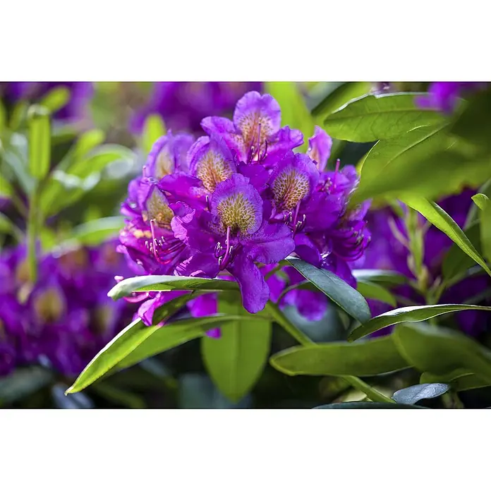 Pflanzen für dich Großblumiger Rhododendron 30-40 cm - Rhododendron 'Marcel Menard', Violett - Ein lebendiges Cluster violetter Blüten mit gelben Sprenkeln, umgeben von üppig grünen Blättern.