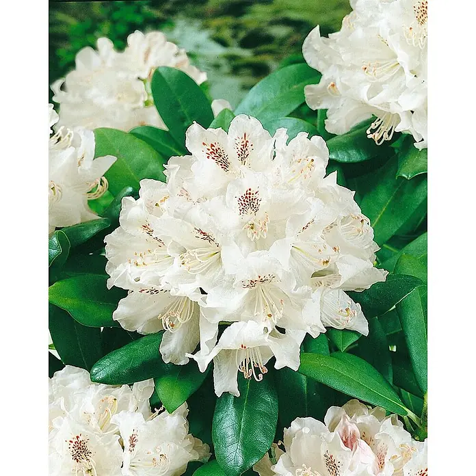 Pflanzen für dich Großblumiger Rhododendron 30-40 cm - Rhododendron 'Bismarck', Violett - Gruppe weißer Rhododendronblüten mit rotbraunen Sprenkeln, umgeben von sattgrünen Blättern.