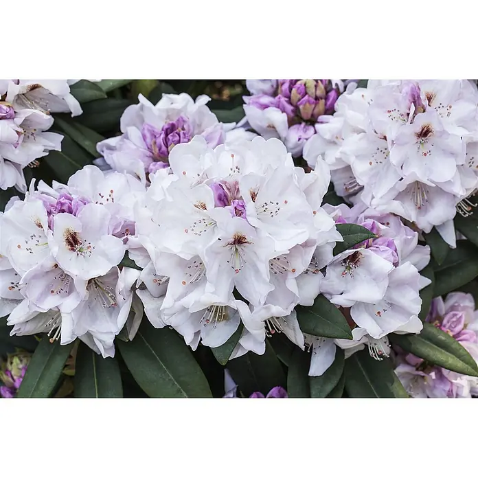 Pflanzen für dich Großblumiger Rhododendron 30-40 cm - Rhododendron 'Bismarck', Violett - Bündel weißer und hellvioletter Rhododendronblüten mit dunkelgrünen Blättern.