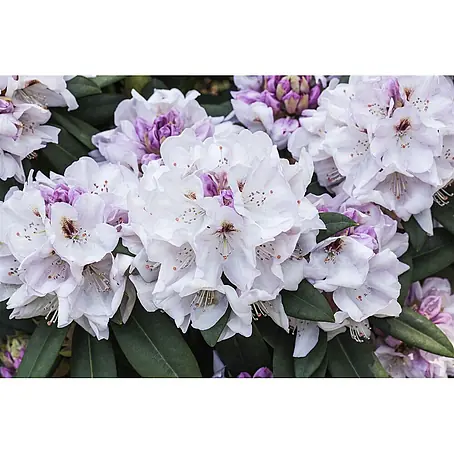 Rhododendron 'Bismarck', 30-40 cm