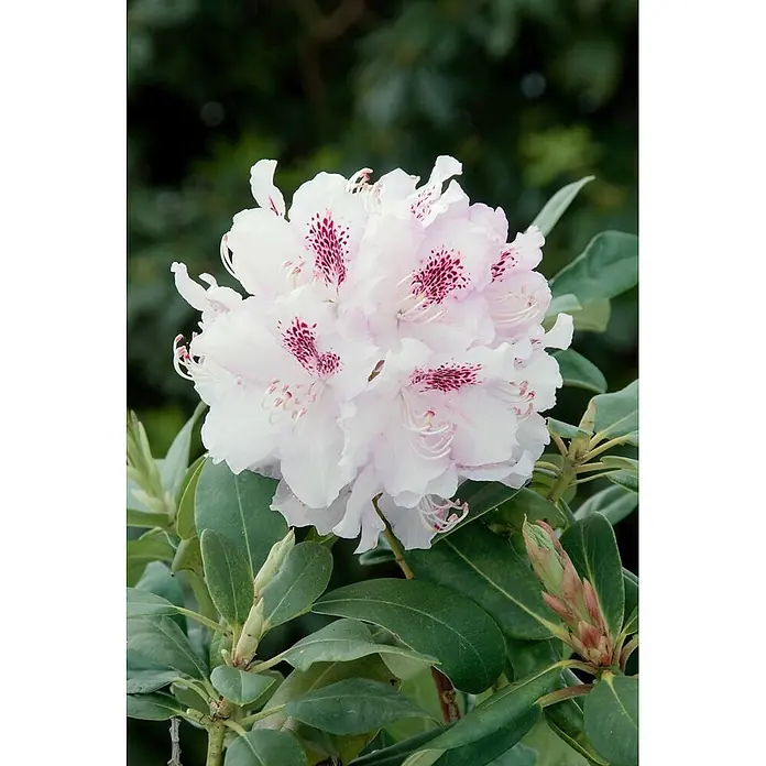 Pflanzen für dich Großblumiger Rhododendron 30-40 cm - Rhododendron 'Bismarck', Violett - Gruppe hellrosa Rhododendronblüten mit dunkelrosa gesprenkelten Zentren und grünen Blättern.