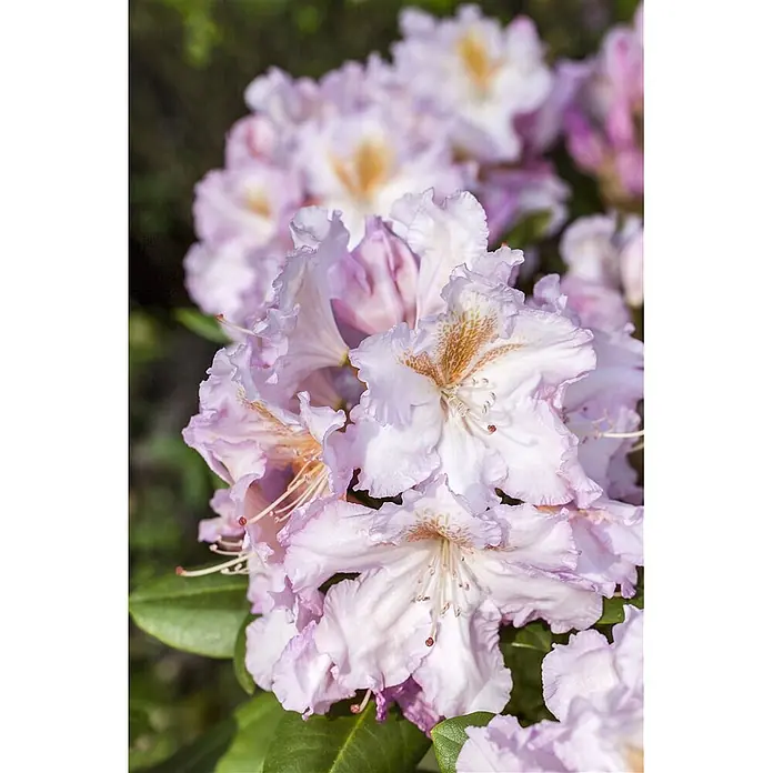 Pflanzen für dich Großblumiger Rhododendron 30-40 cm - Rhododendron 'Janet Blair', Rosa - Nahaufnahme einer Gruppe hellrosa-weißer, gekräuselter Blüten mit gelbbraun gesprenkelter Mitte und sichtbaren Staubgefäßen.
