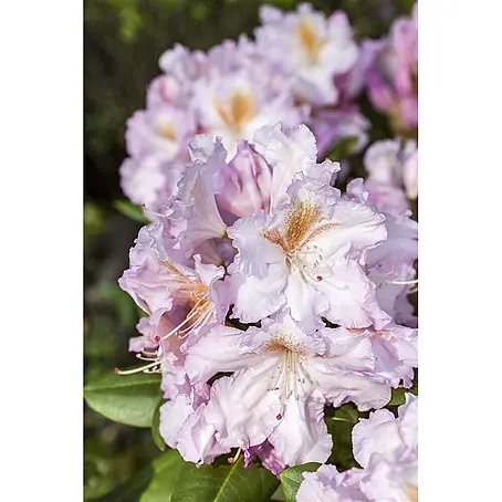 Rhododendron 'Janet Blair', 30-40 cm