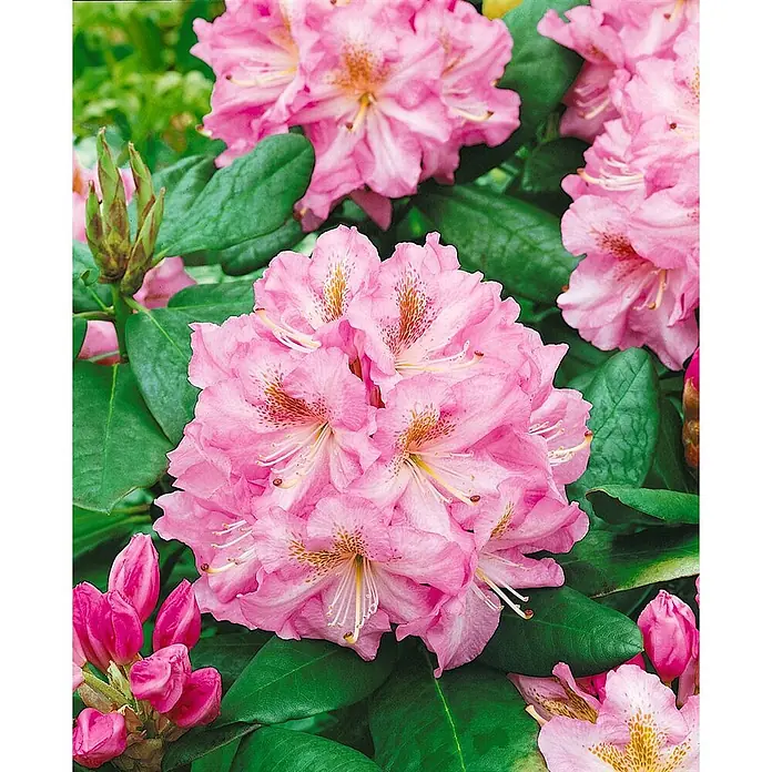 Pflanzen für dich Großblumiger Rhododendron 30-40 cm - Rhododendron 'Janet Blair', Rosa - Leuchtend rosa Rhododendronblüten zwischen grünen Blättern, einige Knospen sind sichtbar.