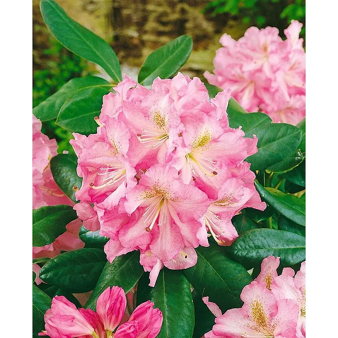 Pflanzen für dich Großblumiger Rhododendron 30-40 cm - Rhododendron 'Janet Blair', Rosa - Leuchtend rosa Rhododendronblüten mit gesprenkelter Mitte und üppigen grünen Blättern.