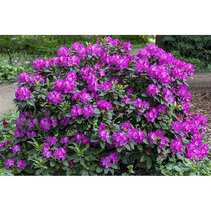Pflanzen für dich Großblumiger Rhododendron 30-40 cm - Rhododendron 'Omega', Lila - Ein großer, lebendiger Rhododendronbusch, bedeckt mit zahlreichen purpur-rosafarbenen Blüten in einer Gartenumgebung.