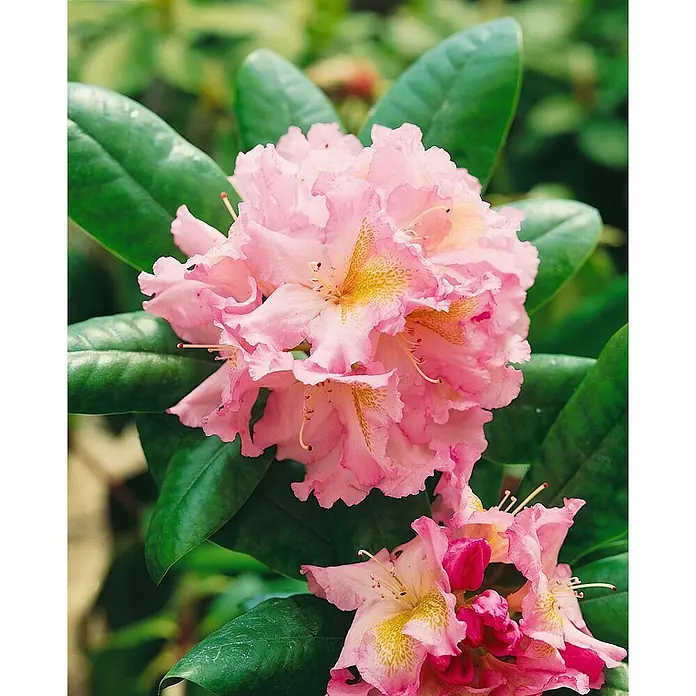 Pflanzen für dich Großblumiger Rhododendron 30-40 cm - Rhododendron 'Janet Blair', Rosa - Gruppe leuchtend rosa Rhododendronblüten mit gelb gesprenkelten Zentren.