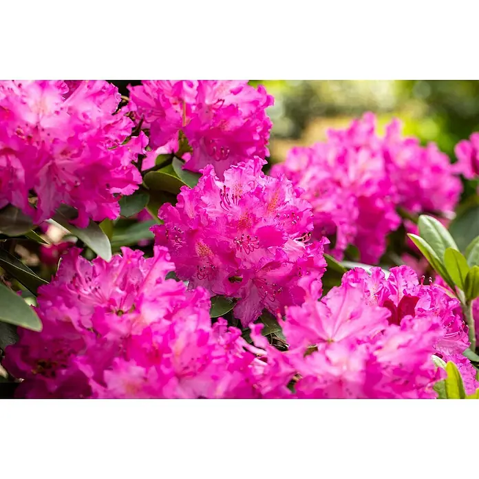 Pflanzen für dich Großblumiger Rhododendron 30-40 cm - Rhododendron 'Omega', Lila - Gruppe leuchtend pinker Rhododendronblüten mit grünen Blättern.