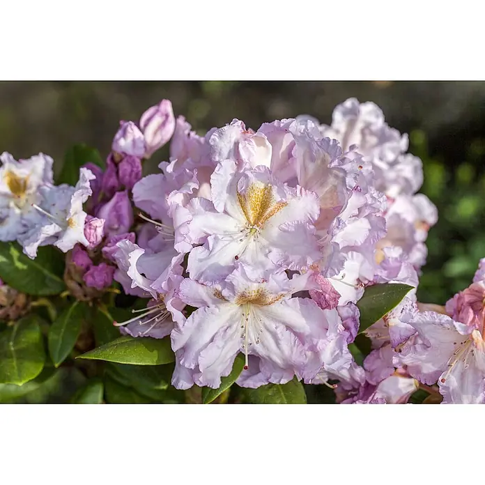 Pflanzen für dich Großblumiger Rhododendron 30-40 cm - Rhododendron 'Janet Blair', Rosa - Hellviolette und weiße Blüten mit gelben Zentren, umgeben von grünen Blättern und violetten Knospen.