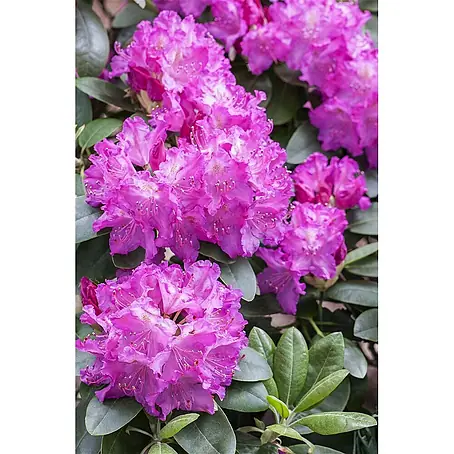 Pflanzen für dich  Großblumiger Rhododendron 30-40 cm