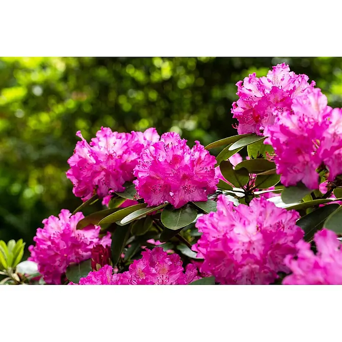 Pflanzen für dich Großblumiger Rhododendron 30-40 cm - Rhododendron 'Omega', Lila - Büschel leuchtend pinker Rhododendronblüten in voller Pracht.