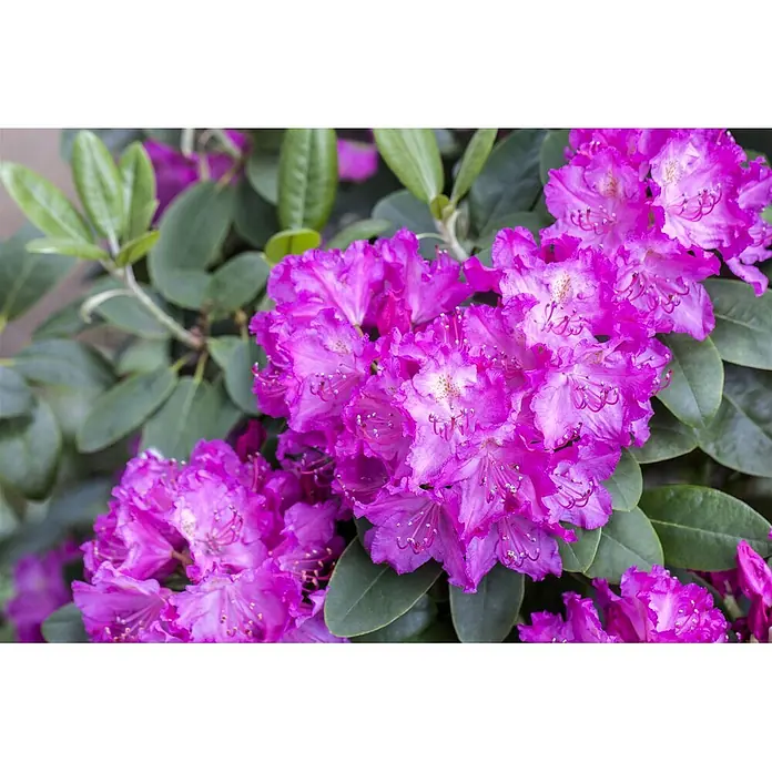 Pflanzen für dich Großblumiger Rhododendron 30-40 cm - Rhododendron 'Omega', Lila - Leuchtende magenta Rhododendronblüten mit grünen Blättern, in voller Blüte dargestellt.