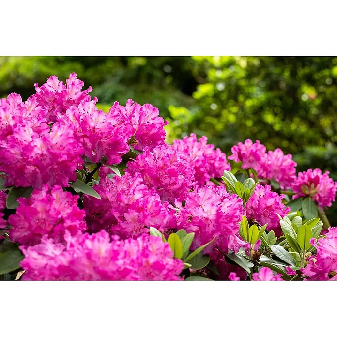Pflanzen für dich Großblumiger Rhododendron 30-40 cm - Rhododendron 'Omega', Lila - Leuchtend rosa Rhododendronblüten in voller Blüte, mit vielen einzelnen Blüten und grünen Blättern.