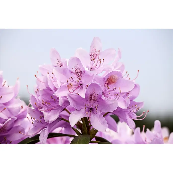Pflanzen für dich Großblumiger Rhododendron 40- 50 cm - Rhododendron catawbiense 'Roseum Elegans', Rosa - Nahaufnahme einer Gruppe leuchtend violetter Rhododendronblüten mit gesprenkelten Blütenblättern und auffälligen Staubblättern.