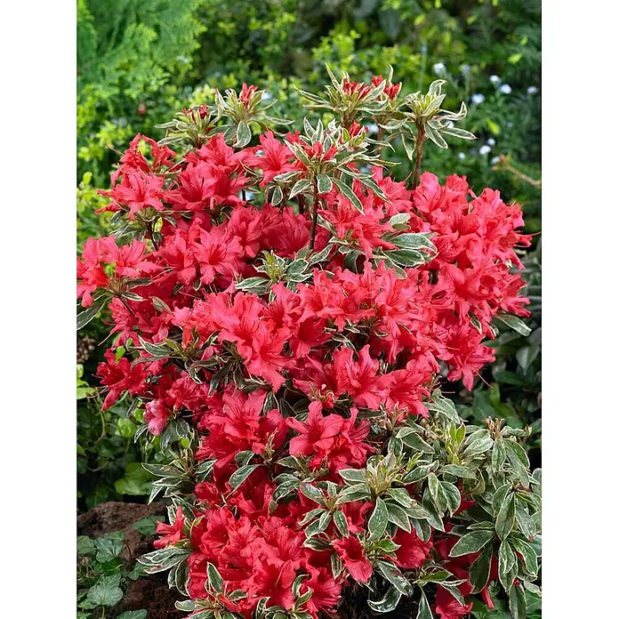 Pflanzen für dich Japanische Azalee 30-40 cm - Rhododendron obtusum 'Silver Sword', Lila - Leuchtend rote Azalee mit markanten grün-weiß gerandeten Blättern und reicher Blüte.
