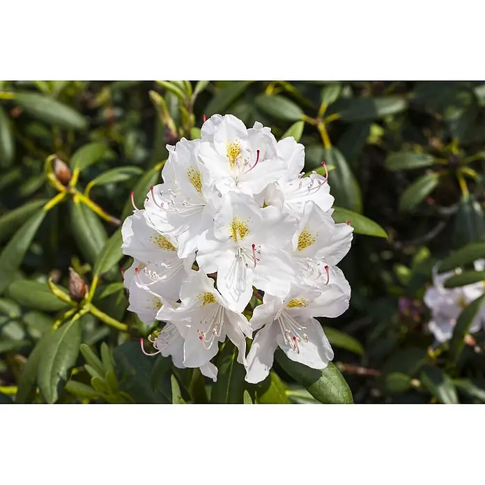 Pflanzen für dich Großblumiger Rhododendron 30-40 cm - Rhododendron catawbiense 'Album', Weiß - Weiße Rhododendronblüten mit gelben Flecken und roten Staubfäden, blühend zwischen grünen Blättern.