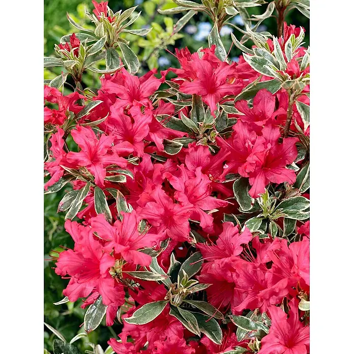 Pflanzen für dich Japanische Azalee 30-40 cm - Rhododendron obtusum 'Silver Sword', Lila - Leuchtend pink-rote Azaleenblüten an einem Strauch mit auffälligen grün-weiß panaschierten Blättern.