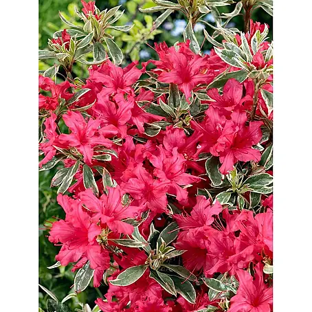 Pflanzen für dich  Japanische Azalee 20-25 cm