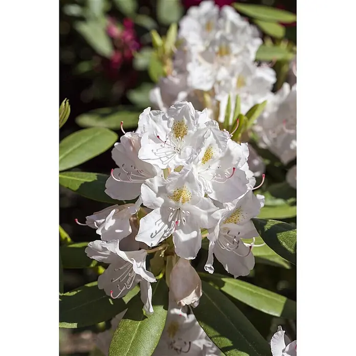 Pflanzen für dich Großblumiger Rhododendron 30-40 cm - Rhododendron catawbiense 'Album', Weiß - Leuchtend weiße Rhododendronblüten mit gelb gesprenkelten Zentren und rosa Staubfäden blühen zwischen grünen Blättern.