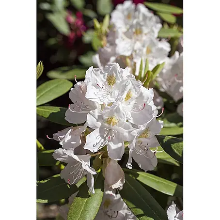 Pflanzen für dich  Großblumiger Rhododendron 40-50 cm
