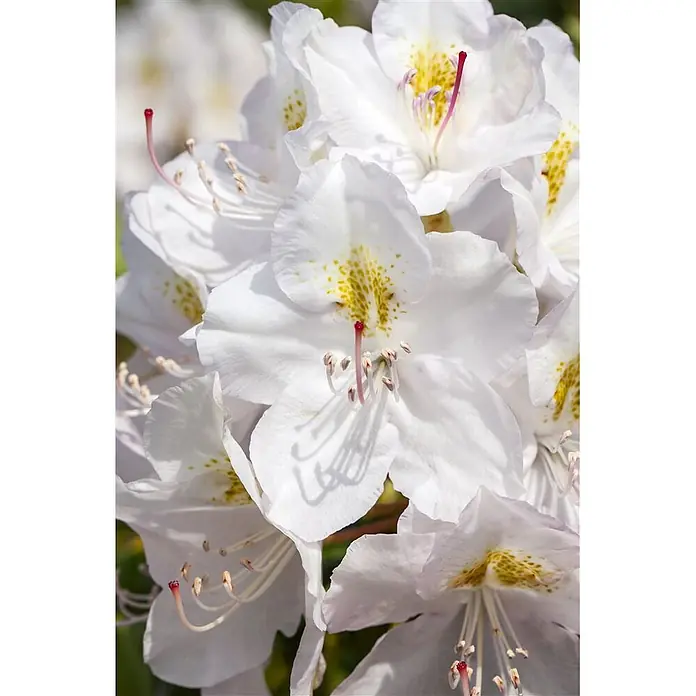 Pflanzen für dich Großblumiger Rhododendron 30-40 cm - Rhododendron catawbiense 'Album', Weiß - Nahaufnahme weißer Blüten mit gelben Sprenkeln und roten Stempeln, in einem Blütenstand.