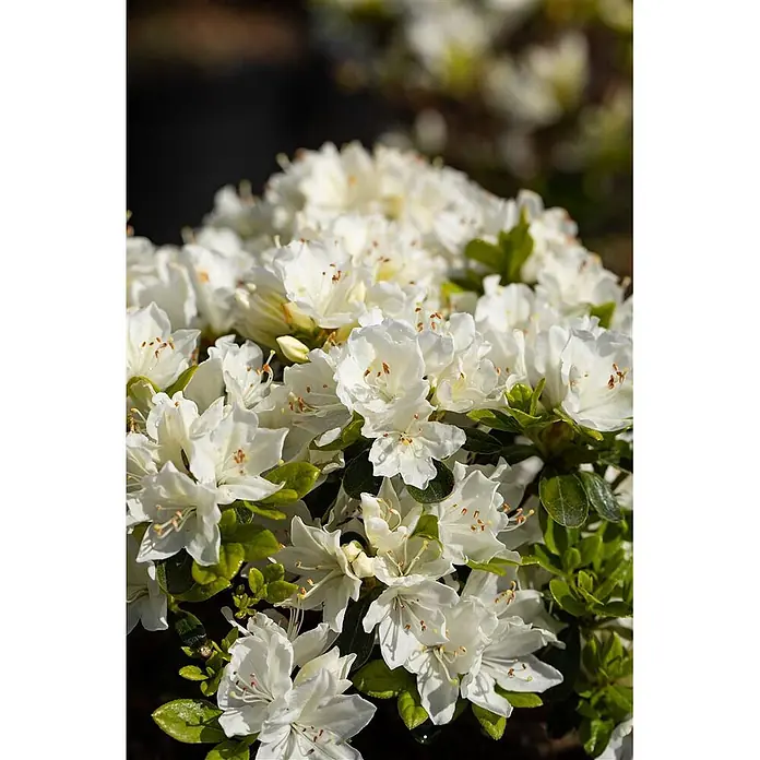 Pflanzen für dich Japanische Azalee 30-40 cm - Rhododendron obtusum 'Kermesina Alba', Weiß - Nahaufnahme eines üppigen Busches mit zahlreichen weißen Blüten und grünen Blättern in voller Blüte.