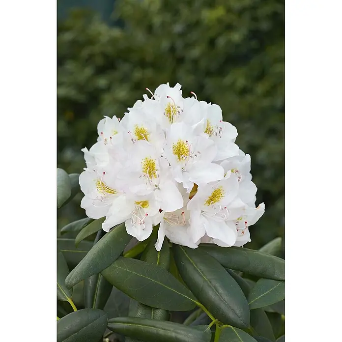 Pflanzen für dich Großblumiger Rhododendron 30-40 cm - Rhododendron catawbiense 'Album', Weiß - Nahaufnahme einer Gruppe weißer Rhododendronblüten mit gelb-orangefarbenen Flecken und sichtbaren Stempeln und Staubblättern, umgeben von dunkelgrünen Blättern.