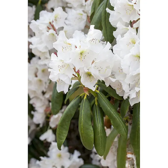 Pflanzen für dich Großblumiger Rhododendron 30-40 cm - Rhododendron catawbiense 'Album', Weiß - Eine leuchtende Ansammlung weißer Blüten mit strukturierten grünen Blättern.