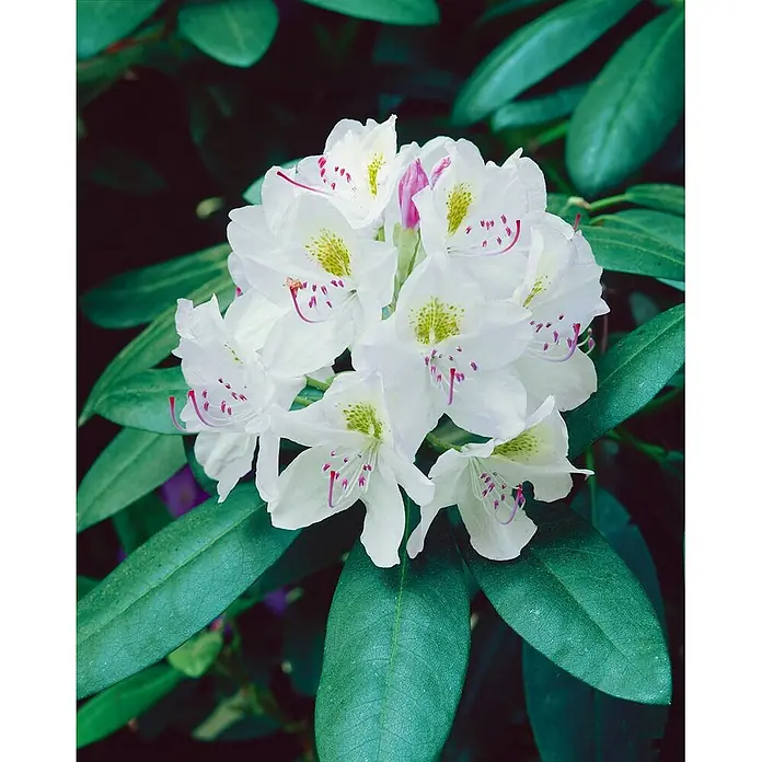 Pflanzen für dich Großblumiger Rhododendron 30-40 cm - Rhododendron catawbiense 'Album', Weiß - Weiße Rhododendronblüten mit rosa Staubblättern und gelben Flecken, die inmitten dunkelgrüner Blätter blühen.