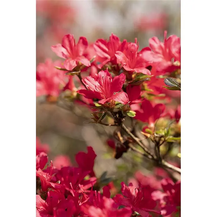 Pflanzen für dich Japanische Azalee 15-20 cm - Rhododendron obtusum 'Hino-crimson', Rot - Nahaufnahme leuchtend roter Azaleenblüten an einem Zweig.