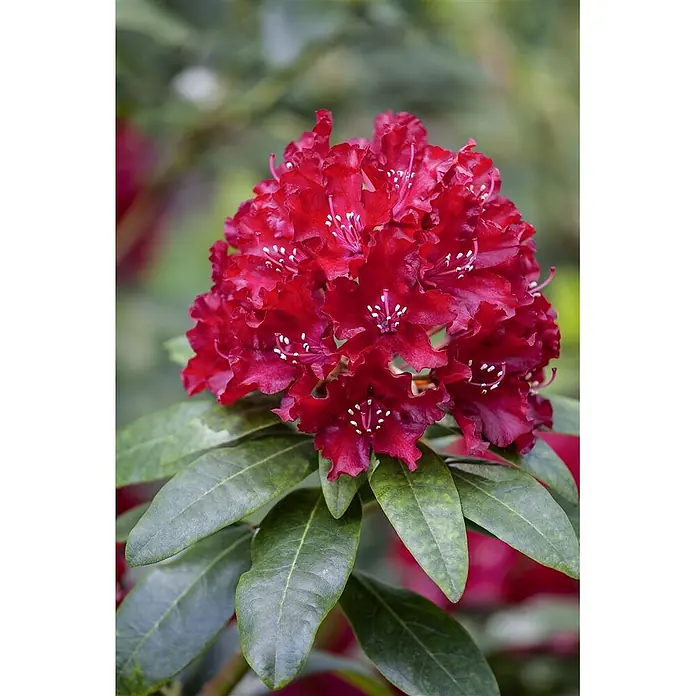 Pflanzen für dich Großblumiger Rhododendron 30-40 cm - Rhododendron 'Sammetglut', Rot - Leuchtend rote Rhododendronblüten mit weißen Staubblättern, umgeben von grünen Blättern.