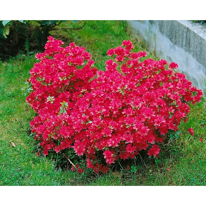 Pflanzen für dich Japanische Azalee 15-20 cm - Rhododendron obtusum 'Hino-crimson', Rot - Leuchtend pinkfarbener Azaleenstrauch in voller Blüte mit zahlreichen kleinen Blumen und grünen Blättern im Garten.
