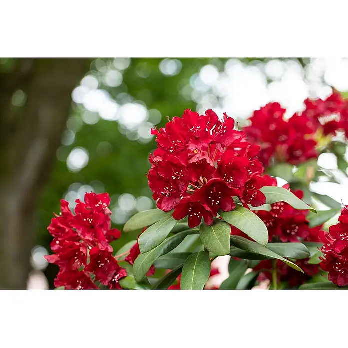 Pflanzen für dich Großblumiger Rhododendron 30-40 cm - Rhododendron 'Sammetglut', Rot - Leuchtend rote Rhododendronblüten mit grünen Blättern in voller Blüte.
