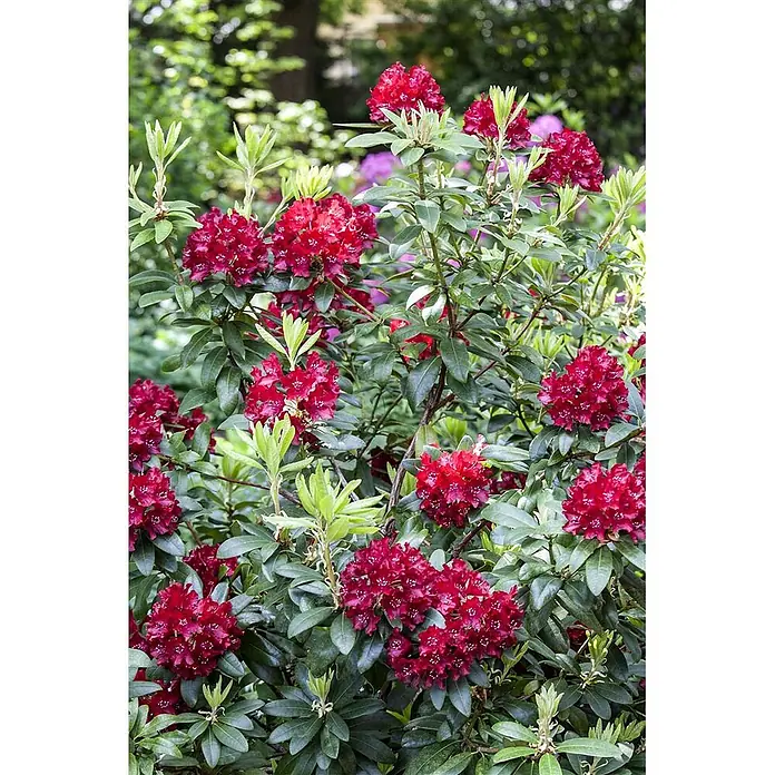 Pflanzen für dich Großblumiger Rhododendron 30-40 cm - Rhododendron 'Sammetglut', Rot - Leuchtend tiefrote Rhododendronblüten blühen an einem üppig grünen Strauch in einer Gartenumgebung.
