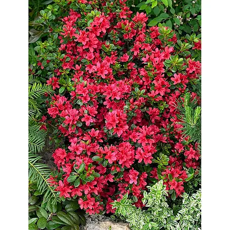 Pflanzen für dich  Japanische Azalee 40-60 cm