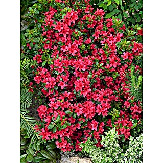 thuja occ fire chief THUJA OCCIDENTALIS `FIRE CHIEF` ,