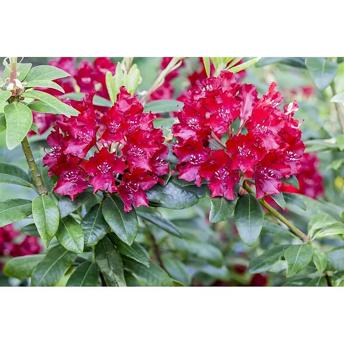 Pflanzen für dich Großblumiger Rhododendron 30-40 cm - Rhododendron 'Sammetglut', Rot - Leuchtend rote Rhododendronblüten mit grünen Blättern, in Büscheln blühend.