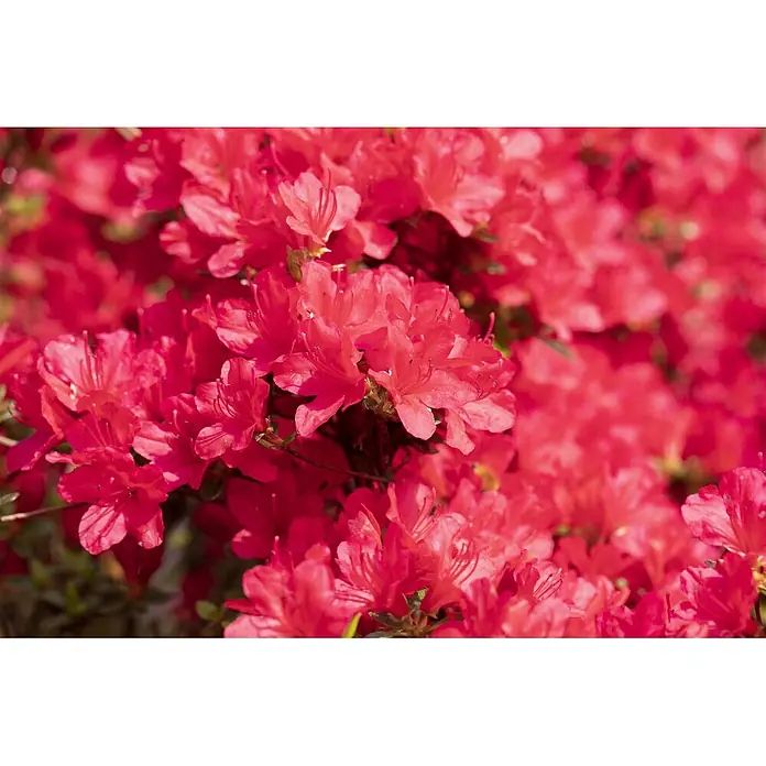 Pflanzen für dich Japanische Azalee 15-20 cm - Rhododendron obtusum 'Hino-crimson', Rot - Leuchtend rote Azaleenblüten in voller Pracht, die ihre intensive Farbe und zarten Blütenblätter zeigen.