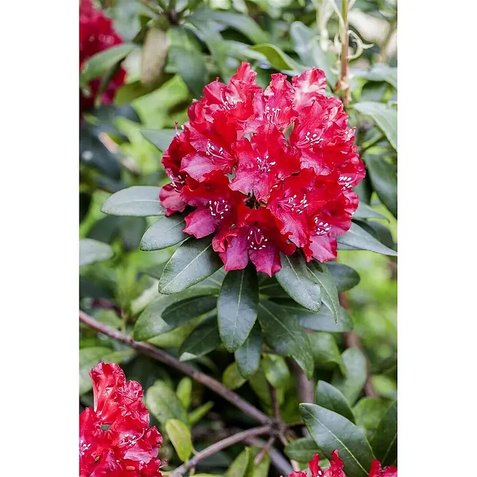 Pflanzen für dich Großblumiger Rhododendron 30-40 cm - Rhododendron 'Sammetglut', Rot - Eine leuchtend rote Rhododendronblüte mit sichtbaren weißen Staubfäden, umgeben von dunkelgrünen Blättern an einer Pflanze.