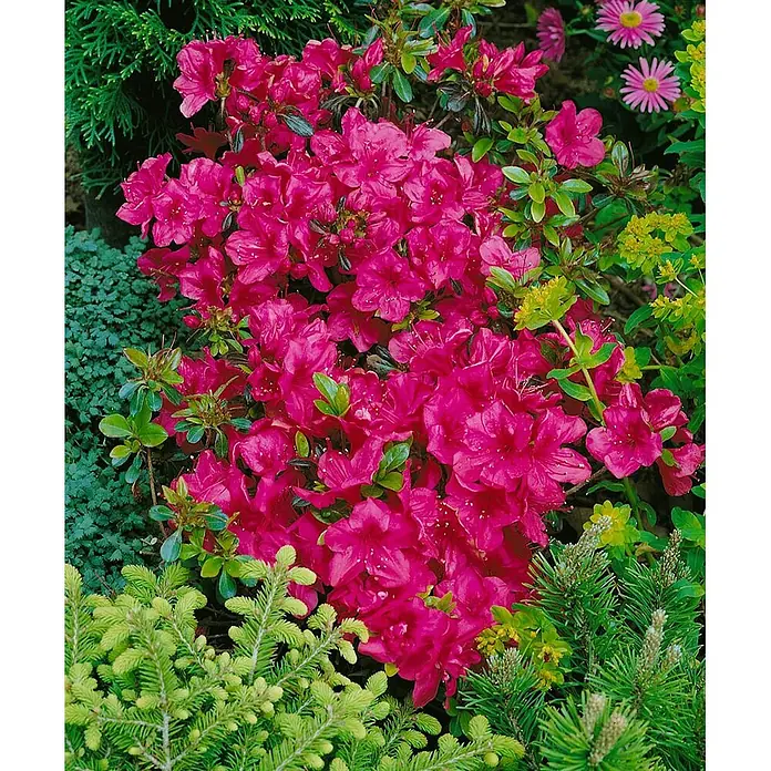 Pflanzen für dich Japanische Azalee 15-20 cm - Rhododendron obtusum 'Hino-crimson', Rot - Leuchtend pinkfarbener Azaleenbusch in voller Blüte, umgeben von verschiedenen grünen Pflanzen im Garten.