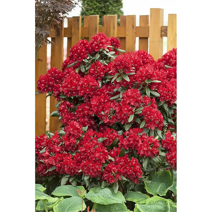 Pflanzen für dich Großblumiger Rhododendron 30-40 cm - Rhododendron 'Sammetglut', Rot - Kräftiger roter Rhododendronstrauch in voller Blüte mit grünen Blättern, vor einem Holzzaun und anderem Laubwerk im Garten.