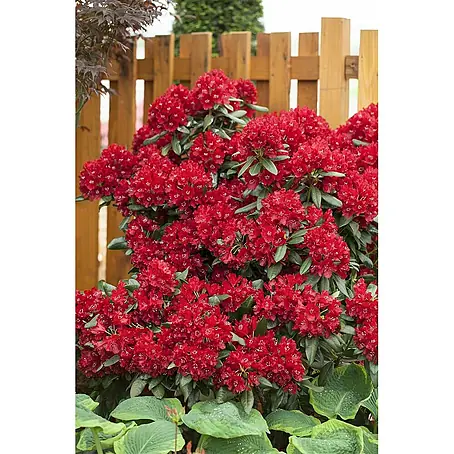 Pflanzen für dich  Großblumiger Rhododendron 30-40 cm