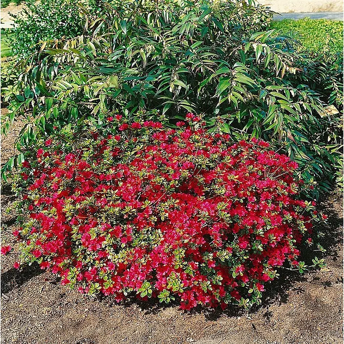 Pflanzen für dich Japanische Azalee 15-20 cm - Rhododendron obtusum 'Hino-crimson', Rot - Ein leuchtend roter Azaleenstrauch mit grünen Blättern, in einem Garten gepflanzt.